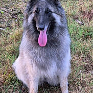 Siha a rejoint le concours — aidez-le/la à gagner de superbes lots ! animal, canine, cute, daylight, dog, ears, fluffy, friendly, fur, grass, happy, mammal, muzzle, nature, outdoor, panting, pet, portrait, sitting, tongue_out
