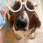 Arlo is registered to the contest to win money with this photo: animal, beagle, blanket, brown_and_white, bunny_ears, close_up, companion, curious, cute, dog, funny, glasses, indoors, looking_up, pet, playful, portrait, sitting, soft_texture, toys