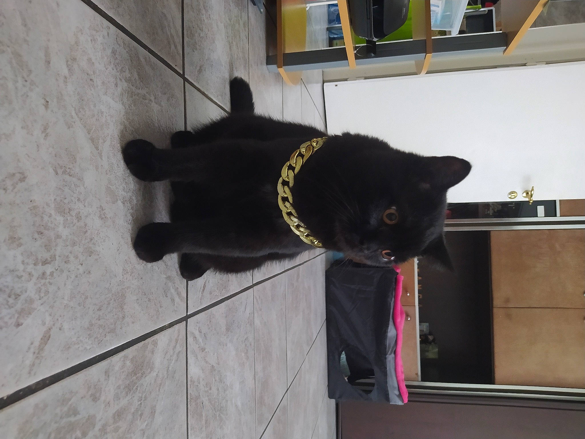 Tommy a rejoint le concours — aidez-le/la à gagner de superbes lots ! black_cat, bombay, carnivore, cat, collar, dog_breed, domestic_short_haired_cat, felidae, floor, flooring, fur, grey, natural_material, room, small_to_medium_sized_cats, snout, tail, terrestrial_animal, whiskers, wood