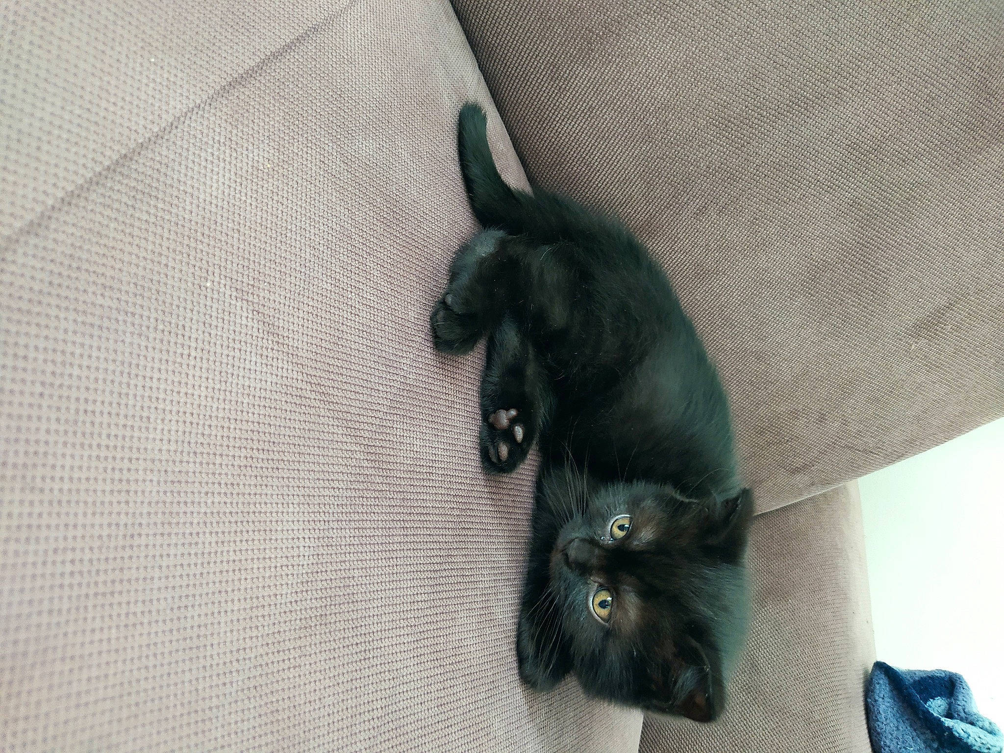 Tommy participe au concours pour gagner de l'argent avec cette photo : black_cat, bombay, canidae, carnivore, cat, claw, comfort, dog_breed, domestic_short_haired_cat, felidae, flooring, fur, grey, paw, small_to_medium_sized_cats, tail, whiskers