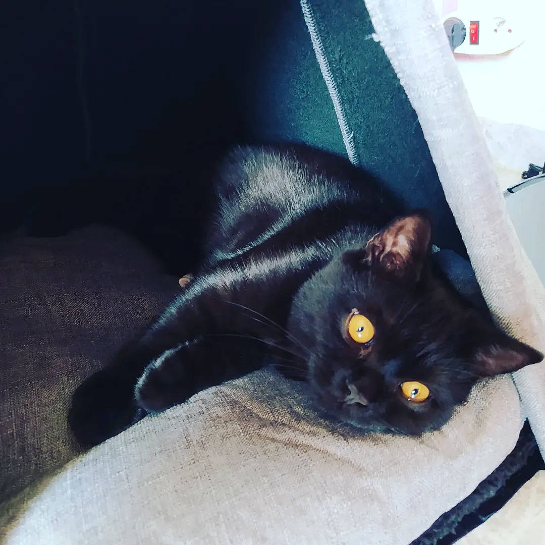 Tommy participe au concours pour gagner de l'argent avec cette photo : black_cat, bombay, carnivore, cat, claw, comfort, domestic_short_haired_cat, eye, felidae, fur, grey, havana_brown, paw, plant, sitting, small_to_medium_sized_cats, snout, tail, tints_and_shades, whiskers