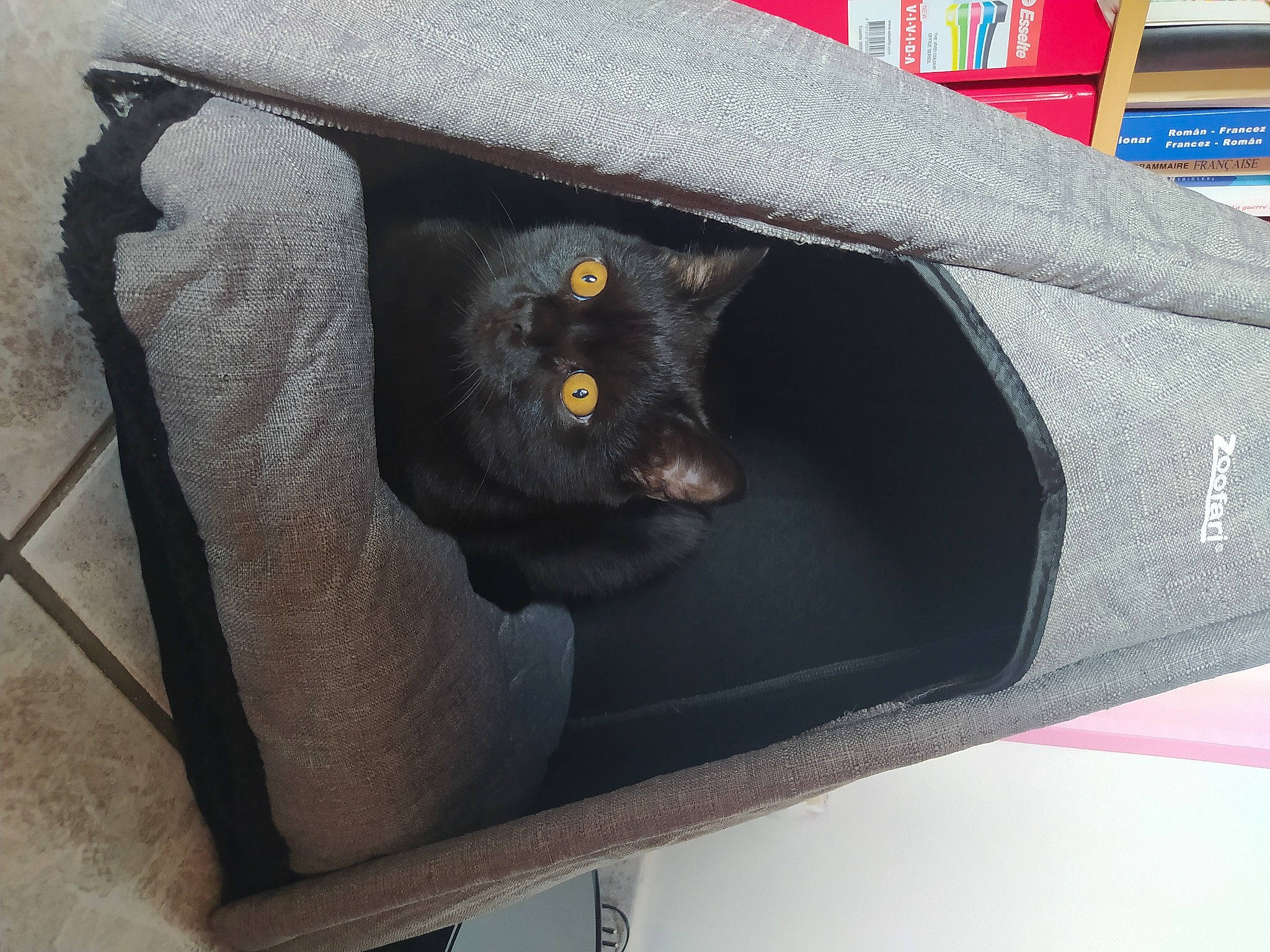 Tommy a rejoint le concours — aidez-le/la à gagner de superbes lots ! black_cat, bombay, carnivore, cat, cat_supply, domestic_short_haired_cat, electric_blue, felidae, fur, pet_supply, small_to_medium_sized_cats, tail, whiskers