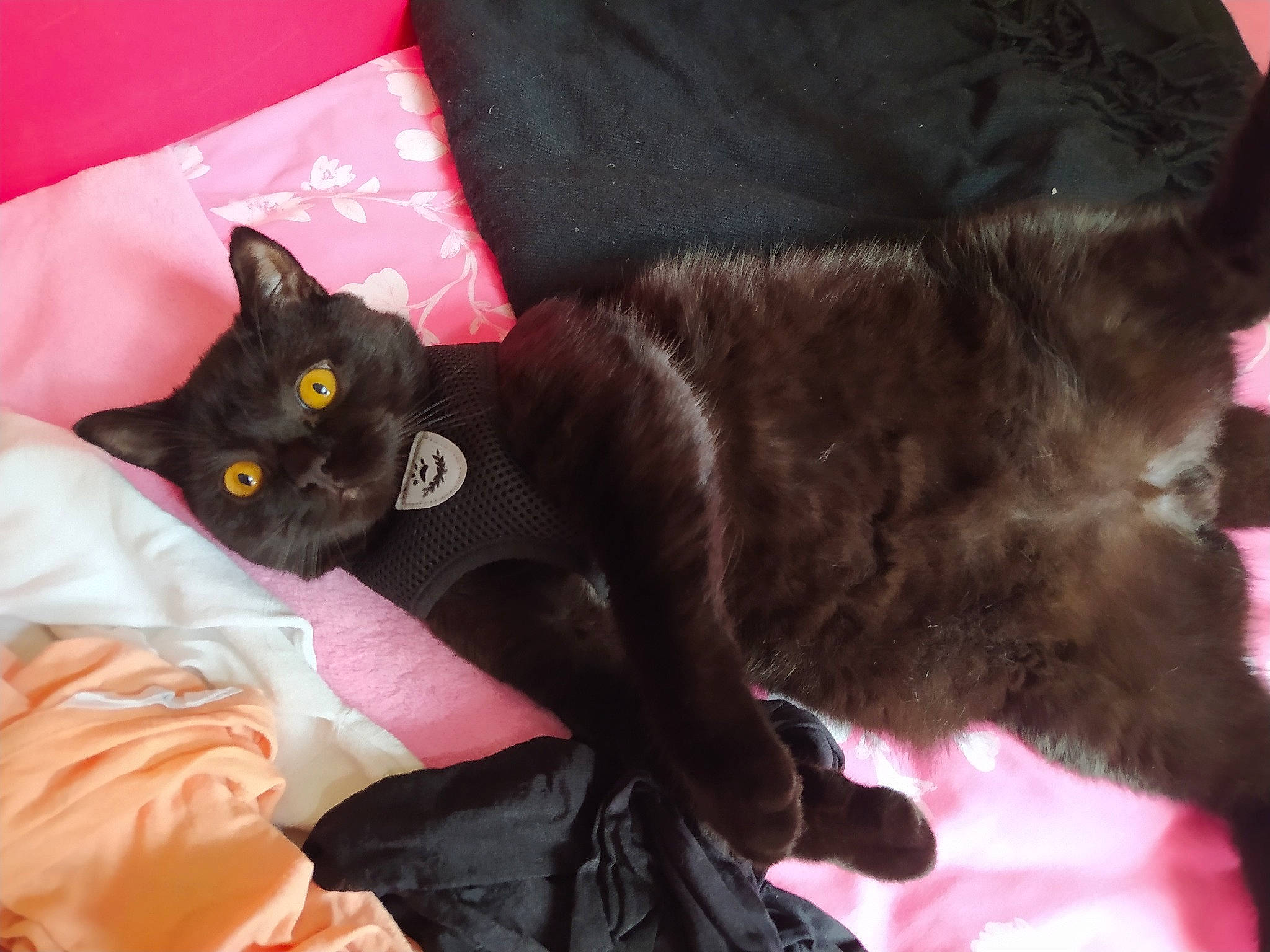 Tommy participe au concours pour gagner de l'argent avec cette photo : bag, bed, bedding, black_cat, bombay, brown, carmine, carnivore, cat, claw, comfort, domestic_short_haired_cat, felidae, fur, grey, havana_brown, linens, small_to_medium_sized_cats, tail, whiskers