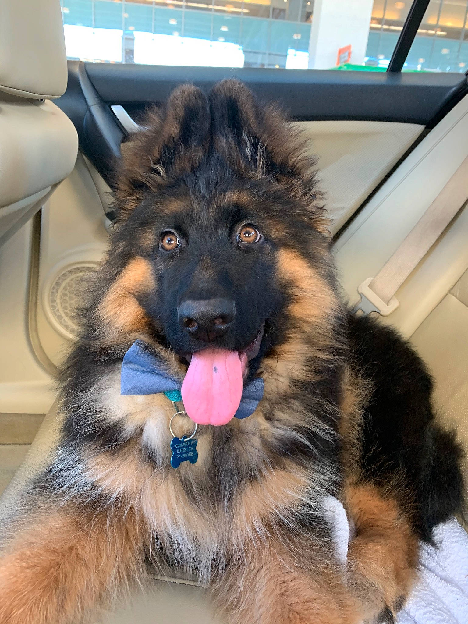 Moose joined the competition — help win amazing prizes! belgian_shepherd, bohemian_shepherd, canidae, carnivore, dog, dog_breed, fawn, german_shepherd_dog, herding_dog, king_shepherd, mammal, old_german_shepherd_dog, rare_breed_dog, shiloh_shepherd_dog, snout, tervuren, vertebrate