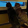 blinds, blue_sky, cat, collar, companions, curious, domestic_animal, feline, floor, fur, indoor, looking_outside, mesh_screen, orange_carpet, pets, radiator, side_view, two_animals, warm_lighting, window