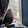 Bailey joined the competition — help win amazing prizes! animal, blanket, blue_wall, cat, cozy, curtain, daylight, fur, gray_cat, house, indoor, looking_out, pet, plaid, quiet, resting, screen_window, tail, window, windowsill