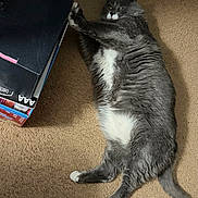 Bailey joined the competition — help win amazing prizes! animal, box, carpet, cat, curious, cute, domestic_cat, feline, fluffy, fur, gray_cat, indoor, paw, pet, relaxed, stacked_boxes, stretching, whiskers, white_paws, wide_eyes