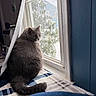 Bailey is registered to the contest to win money with this photo: blanket, blue_wall, cat, cozy, curious, domestic_animal, fur, gray_cat, houseplant_outside, indoor, looking_outside, natural_light, pet, quiet, relaxing, screen, sitting, tail, white_window_frame, window