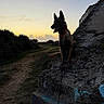 Tehya participe au concours pour gagner de l'argent avec cette photo : dog, silhouette, sunset, rock, path, outdoor, nature, animal, leash, grass, bushes, sky, clouds, evening, quiet, peaceful, canine, pet, landscape, scenic