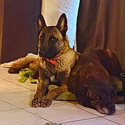 Tehya participe au concours pour gagner de l'argent avec cette photo : dog, canine, pet, indoor, floor, tile, toy, collar, resting, lying_down, alert, brown_fur, black_fur, animal, companion, domestic, relaxed, friendship, cozy, home