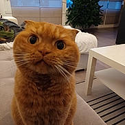 Lola participe au concours pour gagner de l'argent avec cette photo : animal, carpet, cat, christmas_tree, close_up, couch, curious, curtains, cute, domestic_cat, fur, furniture, indoor, living_room, orange_cat, pet, table, whiskers, wide_eyes, window