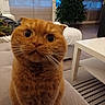 animal, carpet, cat, christmas_tree, close_up, couch, curious, curtains, cute, domestic_cat, fur, furniture, indoor, living_room, orange_cat, pet, table, whiskers, wide_eyes, window