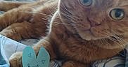 Lola participe au concours pour gagner de l'argent avec cette photo : animal, bed, blanket, blue_paper, cat, close_up, cozy, cute, feline, green_eyes, handwritten_message, heart_shape, indoor, note, orange_tabby, paw, pet, relaxed, soft, whiskers