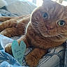 animal, bed, blanket, blue_paper, cat, close_up, cozy, cute, feline, green_eyes, handwritten_message, heart_shape, indoor, note, orange_tabby, paw, pet, relaxed, soft, whiskers