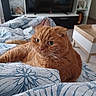Lola a rejoint le concours — aidez-le/la à gagner de superbes lots ! animal, bed, blanket, blue, cat, closeup, cozy, cute, domestic, floral_pattern, fluffy, furniture, indoor, living_room, orange_cat, pet, relaxed, television, whiskers, white