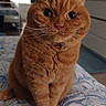Lola participe au concours pour gagner de l'argent avec cette photo : animal, bedspread, cat, closeup, curious, cute, domestic_cat, eyes, face, feline, fur, ginger_cat, indoor, pet, portrait, relaxed, sitting, soft_light, tabby, whiskers