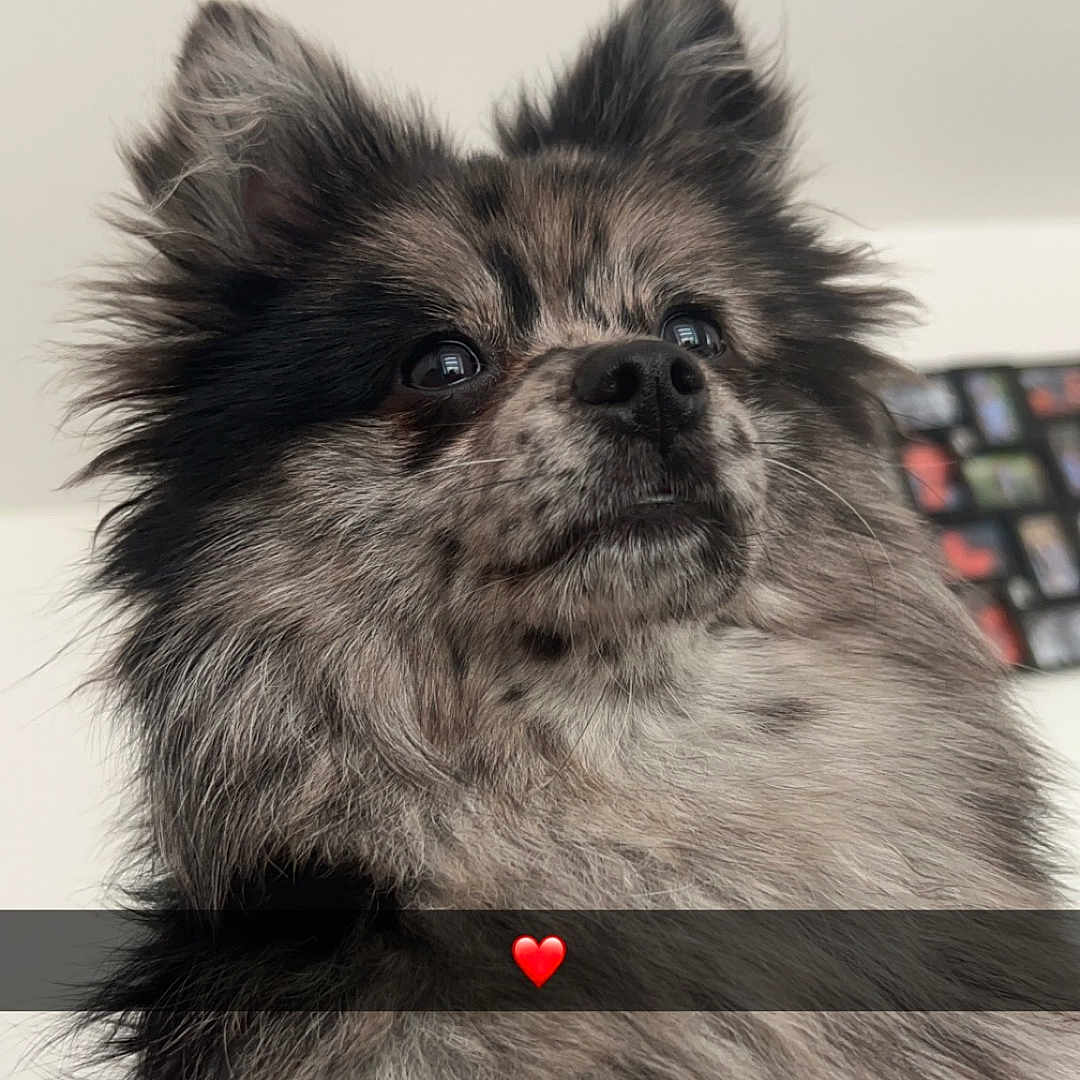 Keyra participe au concours pour gagner de l'argent avec cette photo : accessories, affenpinscher, animal, bodypart, canine, cockerspaniel, collar, computer, computerhardware, computerkeyboard, dog, electronics, hardware, mouth, papillon, person, pet, puppy, snout, terrier