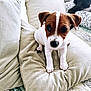 puppy, dog, cushion, pillows, indoor, pet, cute, small_dog, white_and_brown, fur, looking, young_dog, cozy, home, bedspread, resting, animal, companion, adorable, closeup