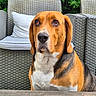 dog, beagle, pet, animal, outdoor, wicker_chair, cushion, wooden_table, greenery, face, ears, fur, brown_eyes, portrait, sitting, looking_away, furniture, nature, domestic_animal, calm