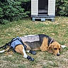 Rémon a rejoint le concours — aidez-le/la à gagner de superbes lots ! animal, backyard, beagle, booties, canine, collar, dog, doghouse, fur, grass, greenery, harness, nature, outdoor, pet, quiet, resting, shaved_patch, shrub, summer