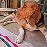 Rémon participe au concours pour gagner de l'argent avec cette photo : beagle, brown_coat, canine, dog, domestic_animal, ears, floor, house, indoor, nose, pet, relaxed, resting, side_profile, striped_towel, sunlight, towel, white_paws, window, wooden_floor