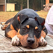 Bo joined the competition — help win amazing prizes! dog, rottweiler, black_and_brown, lying_down, sleepy, face, paws, floppy_ears, portrait, outdoor, table, wood, backyard, fence, grass, trees, person, summer, close_up, relaxed