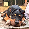 dog, rottweiler, black_and_brown, lying_down, sleepy, face, paws, floppy_ears, portrait, outdoor, table, wood, backyard, fence, grass, trees, person, summer, close_up, relaxed