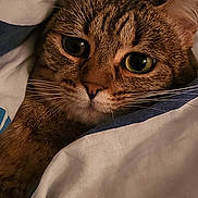 Mira participe au concours pour gagner de l'argent avec cette photo : cat, tabby, pet, animal, cozy, blanket, indoor, closeup, whiskers, fur, face, eyes, cute, resting, comfort, pattern, warm, soft, domestic, sleepy