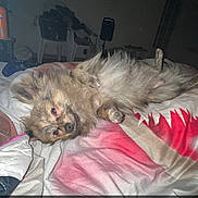 Sky a rejoint le concours — aidez-le/la à gagner de superbes lots ! dog, pet, bed, blanket, indoor, fur, lying_down, cute, relaxed, cozy, animal, sleepy, household, comfort, resting, small_dog, fluffy, companion, cute_pet, domestic
