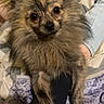 Sky participe au concours pour gagner de l'argent avec cette photo : dog, fluffy, brindle, pet, indoor, cozy, blanket, person, leg, fur, animal, cute, companion, resting, paw, face, ears, home, comfort, curious