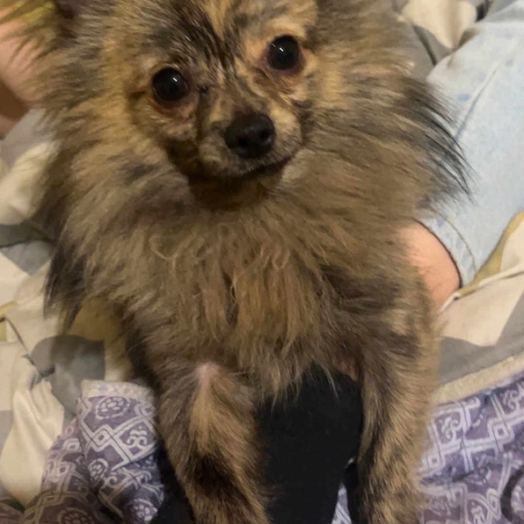 Sky participe au concours pour gagner de l'argent avec cette photo : dog, fluffy, brindle, pet, indoor, cozy, blanket, person, leg, fur, animal, cute, companion, resting, paw, face, ears, home, comfort, curious