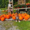 child, toddler, pumpkins, pumpkin_patch, farm, farm_stand, outdoor, autumn, fall, orange, flowers, potted_plants, hay_bales, wooden_pallets, rustic, garden, grass, sunlight, sitting, portrait