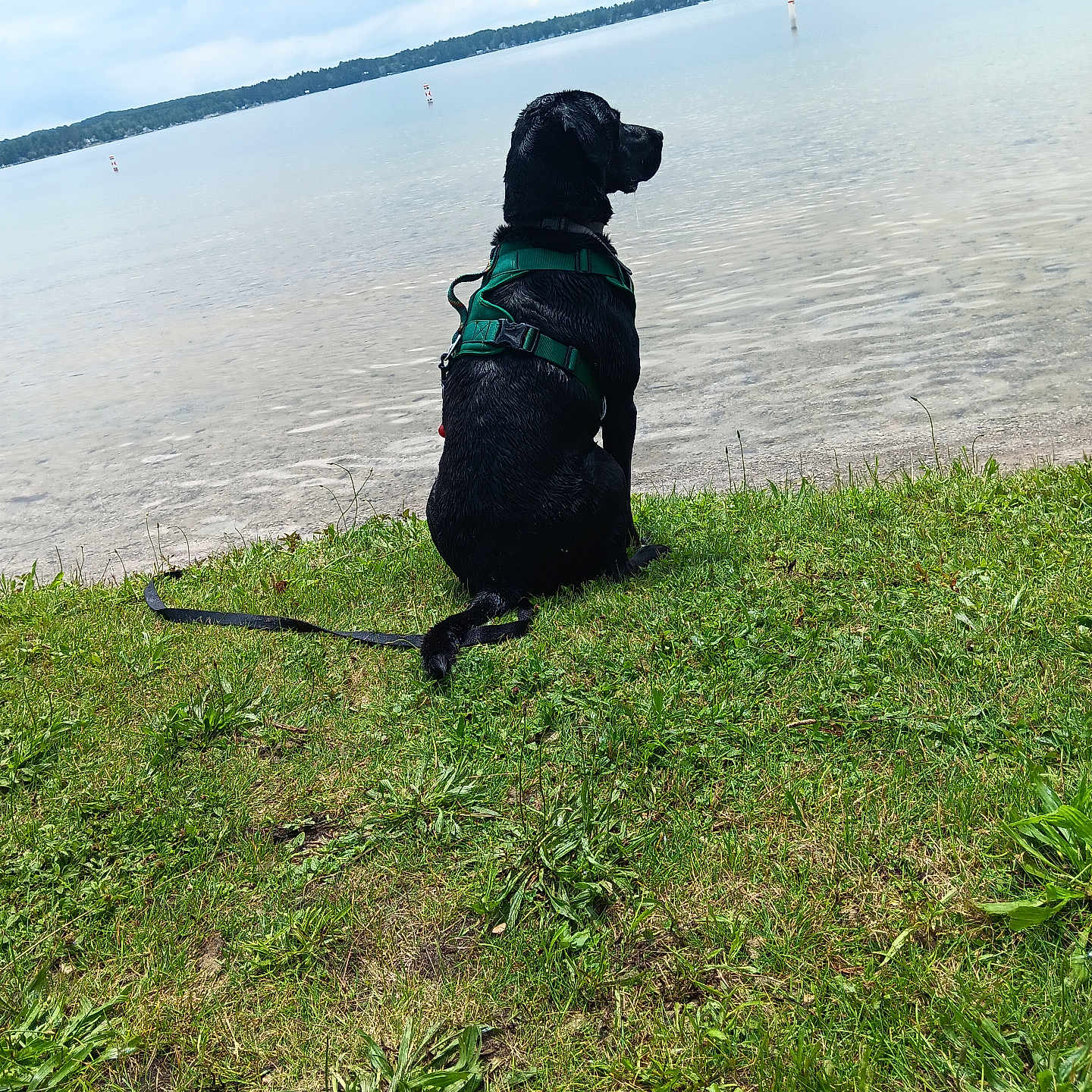 Maverick joined the competition — help win amazing prizes! accessories, animal, canine, dog, grass, hound, labradorretriever, lake, leash, nature, outdoors, person, pet, plant, pointer, pug, puppy, strap, summer, water