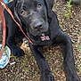 Maverick joined the competition — help win amazing prizes! accessories, animal, canine, clothing, dog, footwear, grass, hound, labradorretriever, nature, outdoors, pet, plant, playarea, puppy, runningshoe, shoe, sneaker, soil, strap
