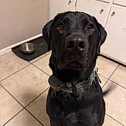 Maverick is registered to the contest to win money with this photo: dog, black_dog, pet, indoor, kitchen, tile_floor, collar, dog_bowl, waiting, sitting, animal, canine, companion, curious, domestic, fur, ears, eyes, snout, expression