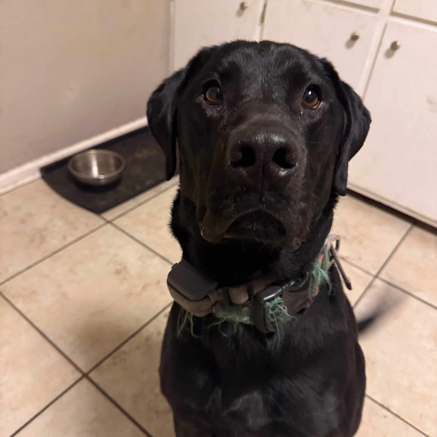 Maverick is registered to the contest to win money with this photo: animal, black_dog, canine, collar, companion, curious, dog, dog_bowl, domestic, ears, expression, eyes, fur, indoor, kitchen, pet, sitting, snout, tile_floor, waiting