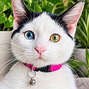 Lola joined the competition — help win amazing prizes! cat, white_cat, black_and_white, heterochromia, blue_eye, green_eye, pink_collar, bell, whiskers, ears, feline, pet, portrait, close_up, indoor, plants, greenery, sharp_focus, symmetrical, animal
