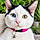 Lola