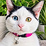 cat, white_cat, black_and_white, heterochromia, blue_eye, green_eye, pink_collar, bell, whiskers, ears, feline, pet, portrait, close_up, indoor, plants, greenery, sharp_focus, symmetrical, animal