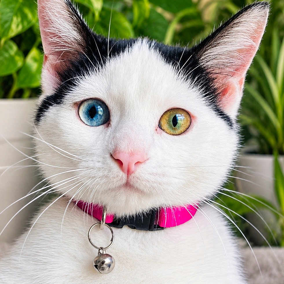 Lola joined the competition — help win amazing prizes! cat, white_cat, black_and_white, heterochromia, blue_eye, green_eye, pink_collar, bell, whiskers, ears, feline, pet, portrait, close_up, indoor, plants, greenery, sharp_focus, symmetrical, animal