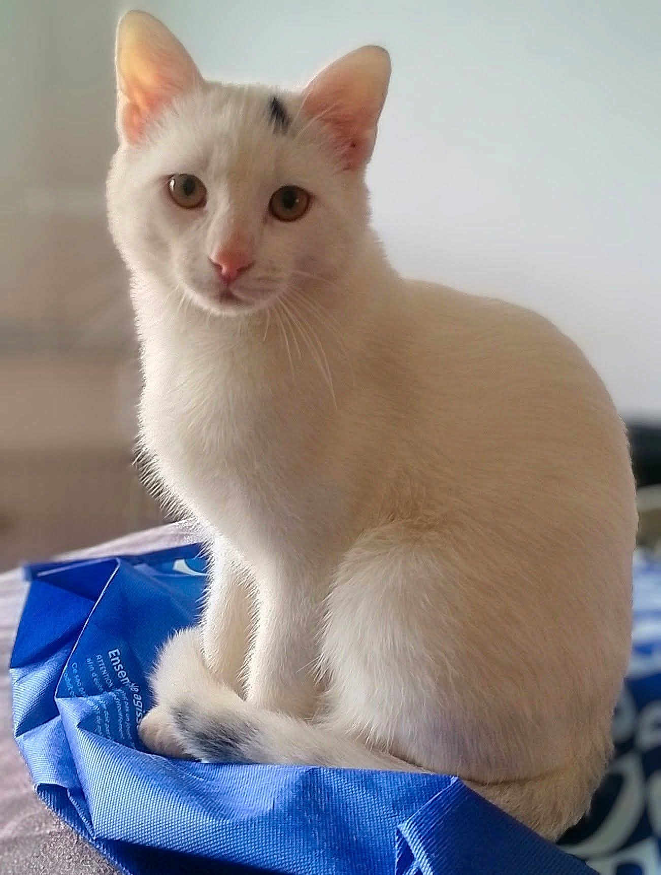 Zazou