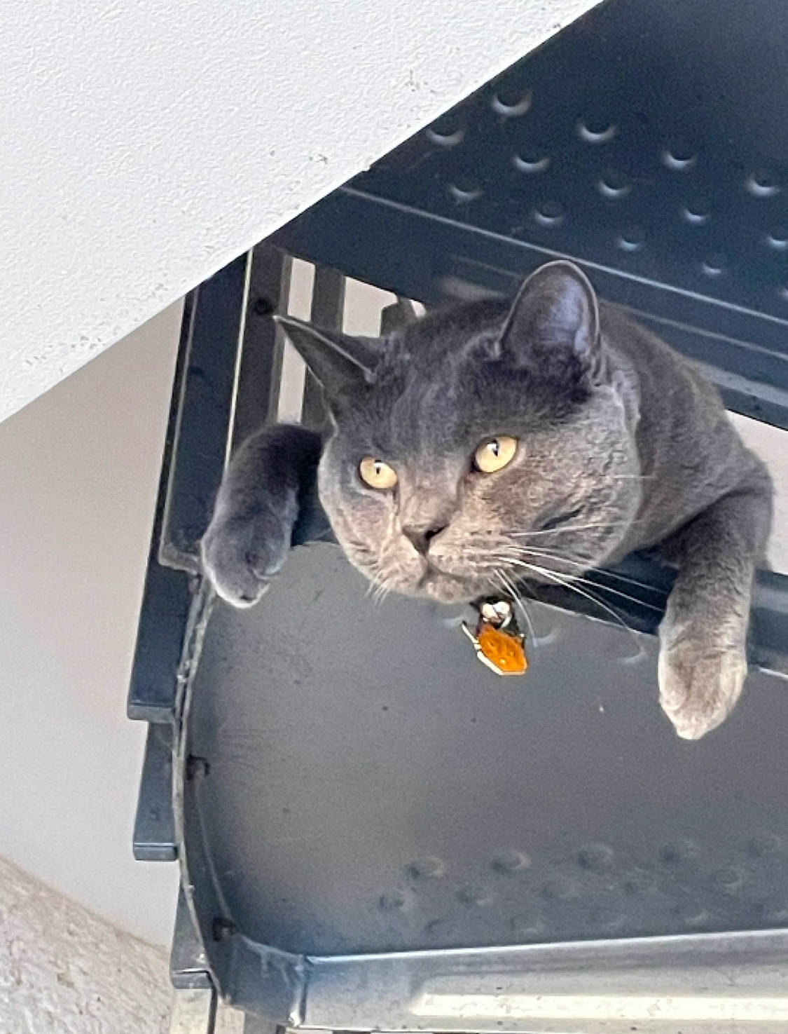 Malou participe au concours pour gagner de l'argent avec cette photo : automotive_tire, black_cat, carnivore, cat, domestic_short_haired_cat, felidae, fur, grey, russian_blue, small_to_medium_sized_cats, snout, tail, whiskers, window