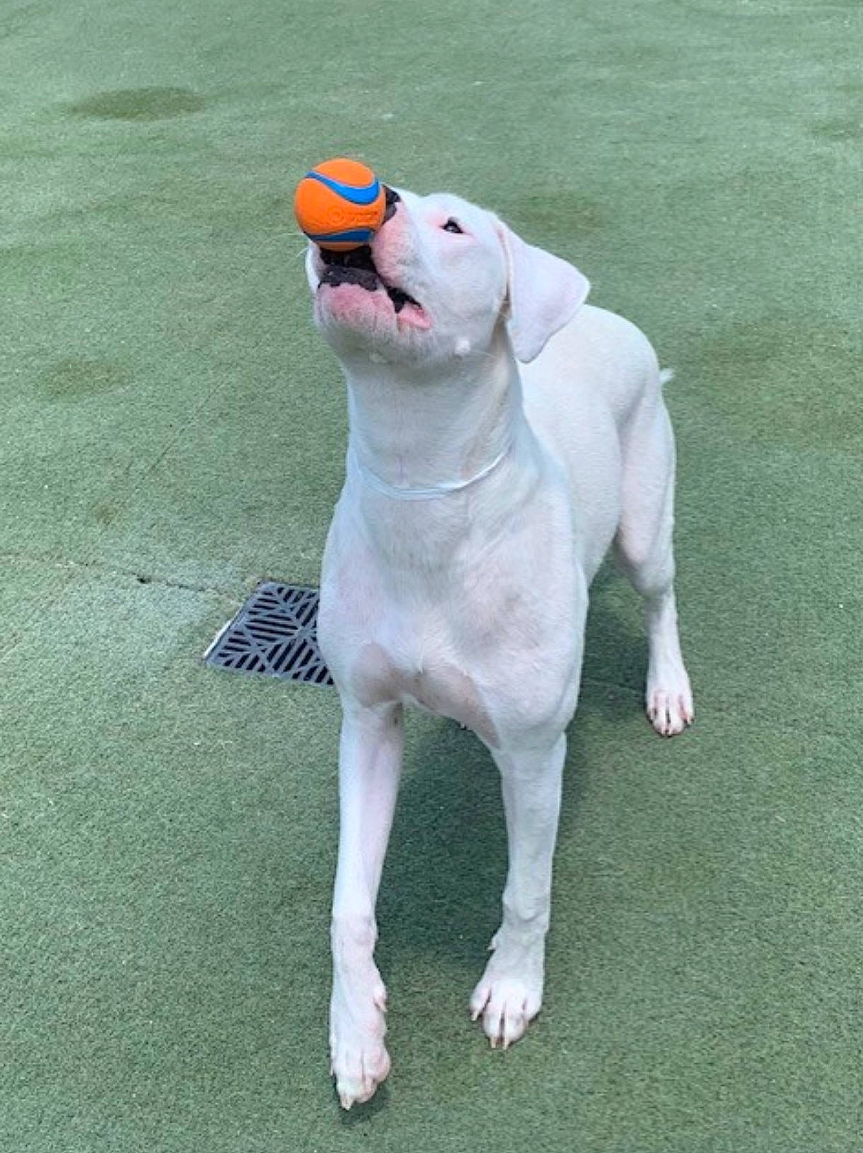 Zoey is registered to the contest to win money with this photo: _geese_and_swans, animal_figure, beak, carnivore, companion_dog, dog, dog_breed, duck, ducks, fawn, grass, livestock, plush, seabird, snout, sporting_group, stuffed_toy, tail, terrestrial_animal, waterfowl