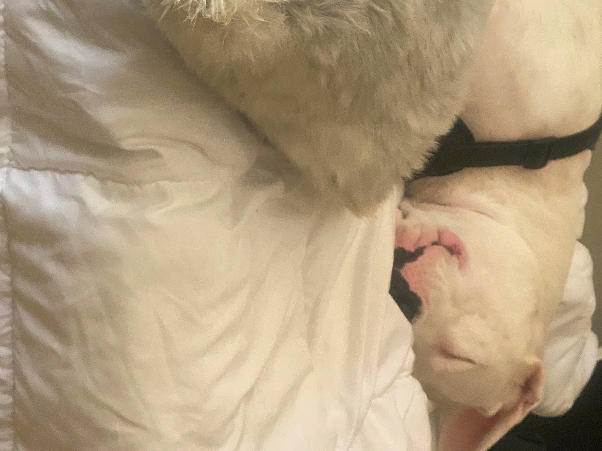 Zoey is registered to the contest to win money with this photo: beard, canidae, carnivore, claw, comfort, companion_dog, dog_breed, ear, fawn, felidae, foot, fur, gesture, linens, paw, small_to_medium_sized_cats, sporting_group, terrestrial_animal, whiskers, wrinkle