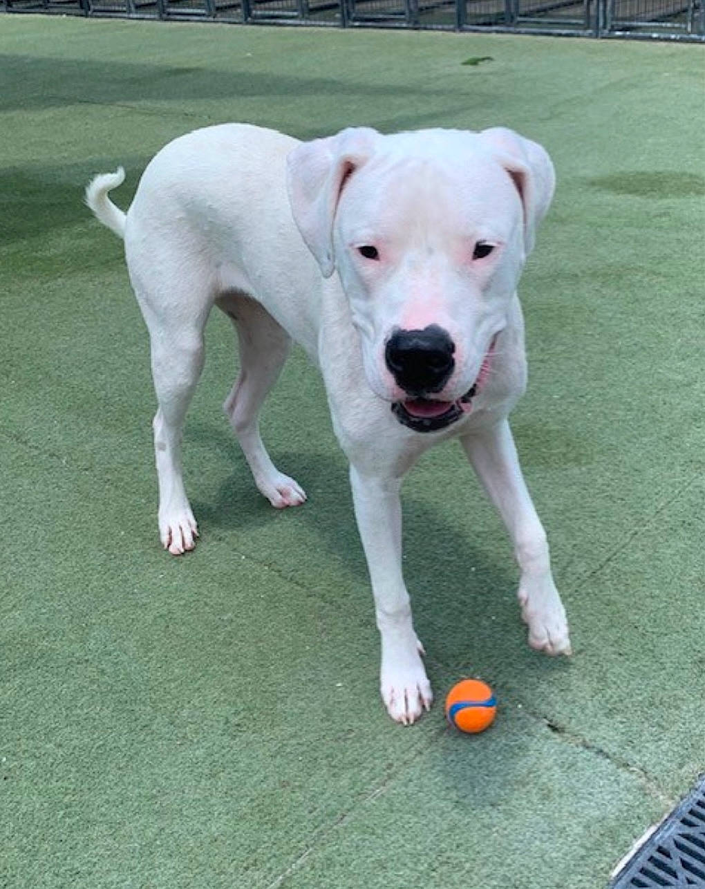 Zoey joined the competition — help win amazing prizes! ball, canidae, carnivore, collar, companion_dog, dog, dog_breed, dog_collar, dogo_guatemalteco, fawn, grass, leash, non_sporting_group, plant, puppy, snout, sporting_group, tail, toy, working_animal