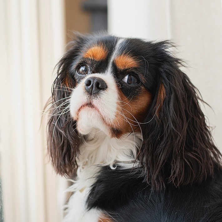 Attilha a rejoint le concours — aidez-le/la à gagner de superbes lots ! dog, cavalier_king_charles_spaniel, pet, animal, tricolor, fur, portrait, indoors, close_up, looking_away, fluffy, ears, whiskers, cute, companion, domestic_animal, canine, soft_light, background_blur, sitting