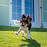 dog, running, grass, outdoor, sunlight, happy, pet, ears, tongue, tricolor, front_yard, house, door, shadow, daytime, playful, canine, fur, energetic, animal