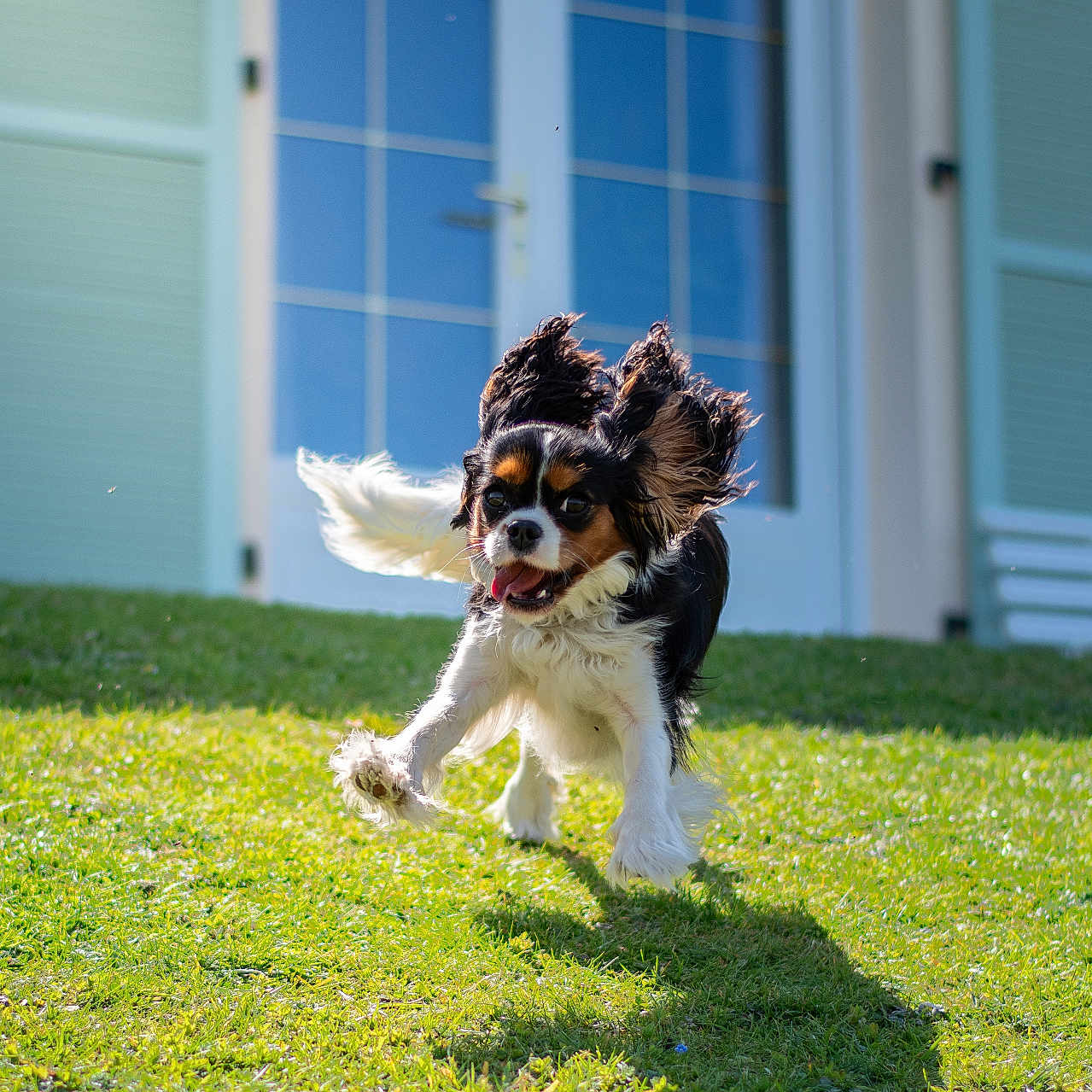 Attilha a rejoint le concours — aidez-le/la à gagner de superbes lots ! dog, running, grass, outdoor, sunlight, happy, pet, ears, tongue, tricolor, front_yard, house, door, shadow, daytime, playful, canine, fur, energetic, animal