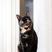 Nala a rejoint le concours — aidez-le/la à gagner de superbes lots ! alert, animal, cat, cozy, curtain, domestic, feline, floor, fur, green_eyes, home, indoor, looking, pet, portrait, quiet, sitting, tortoiseshell, vertical, window_light