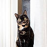 alert, animal, cat, cozy, curtain, domestic, feline, floor, fur, green_eyes, home, indoor, looking, pet, portrait, quiet, sitting, tortoiseshell, vertical, window_light